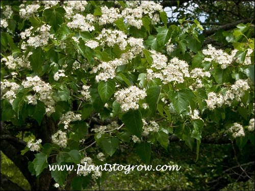 White flowers an glossy leaves are two important ornamental features of this plant.